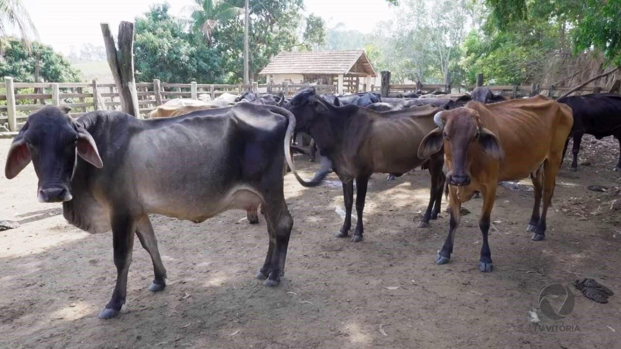 Produtores do Sul do ES sofrem com a falta de chuva há 5 meses