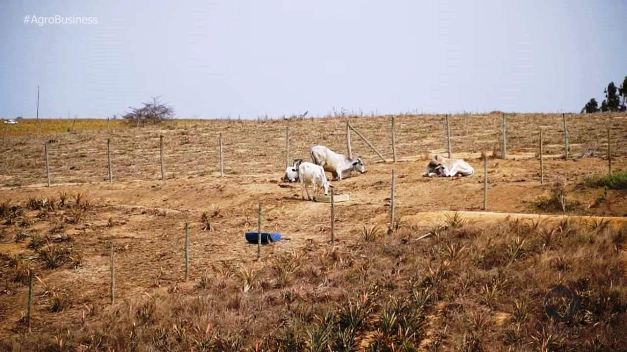 Produtores do Sul do ES sofrem com a falta de chuva há 5 meses