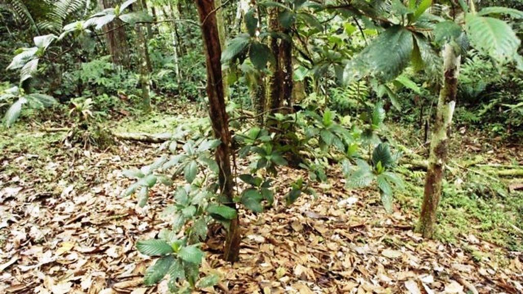 ‘Jardins do diabo’: a árvore amazônica que abriga um ‘exército assassino	‘