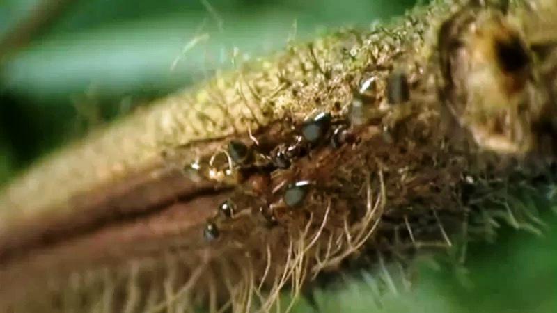 ‘Jardins do diabo’: a árvore amazônica que abriga um ‘exército assassino	‘