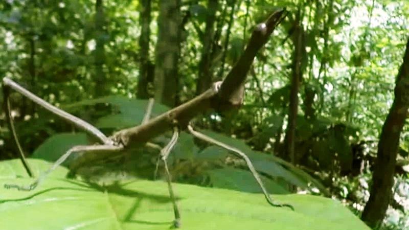 ‘Jardins do diabo’: a árvore amazônica que abriga um ‘exército assassino	‘