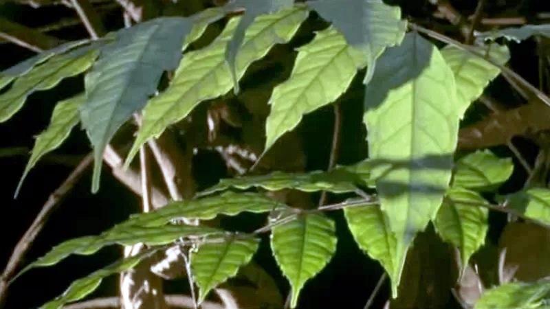 ‘Jardins do diabo’: a árvore amazônica que abriga um ‘exército assassino	‘