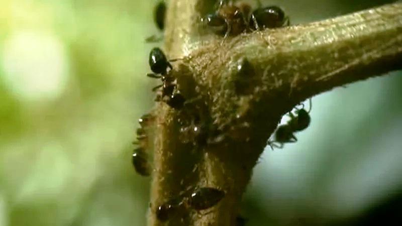 ‘Jardins do diabo’: a árvore amazônica que abriga um ‘exército assassino	‘