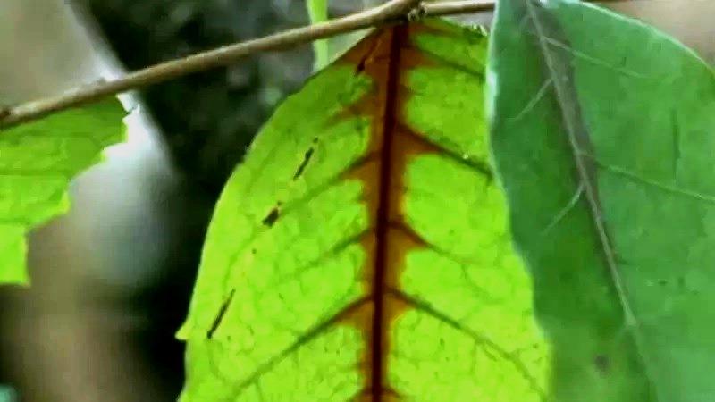 ‘Jardins do diabo’: a árvore amazônica que abriga um ‘exército assassino	‘