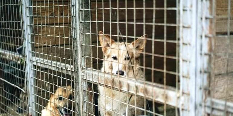 A temida carrocinha que capturava cães e gatos existiu no Brasil