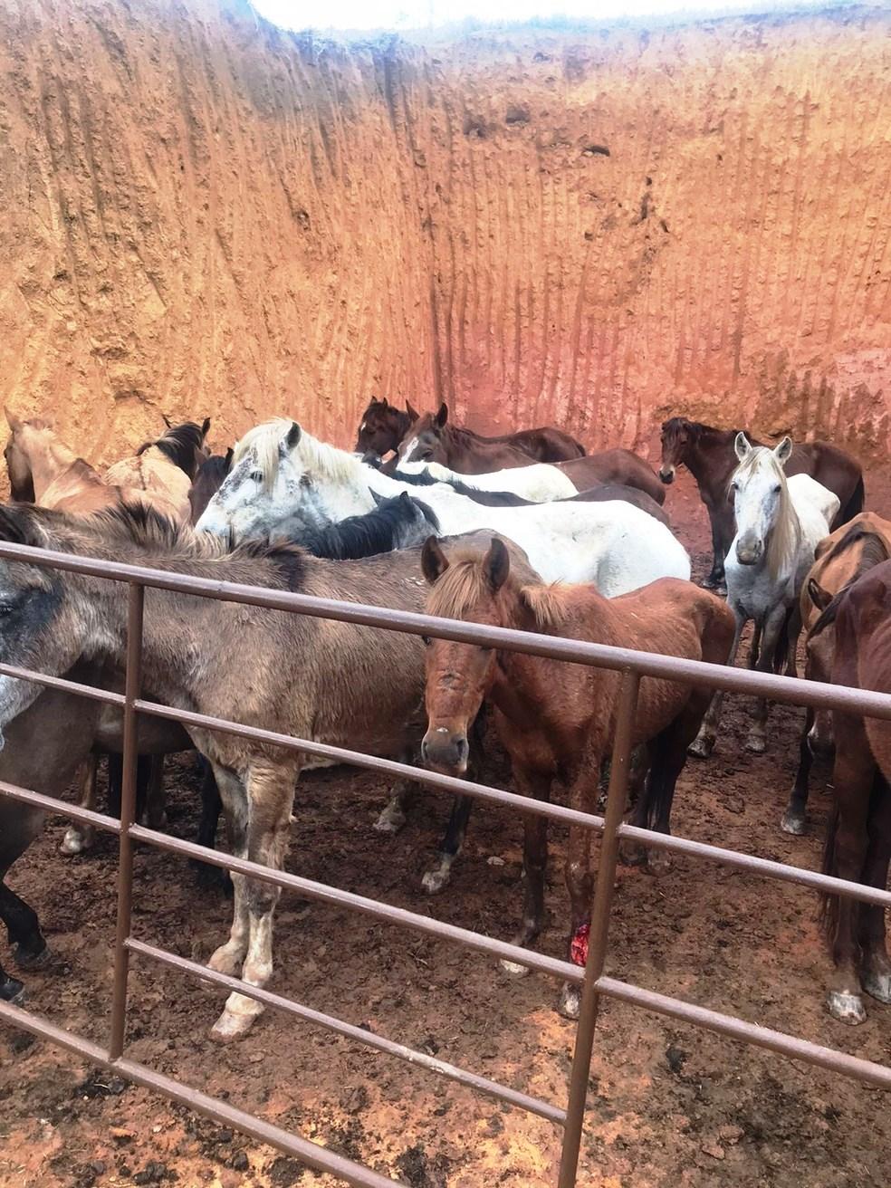 Polícia fecha abatedouro de cavalos que eram furtados e vendidos como carne bovina, no ES