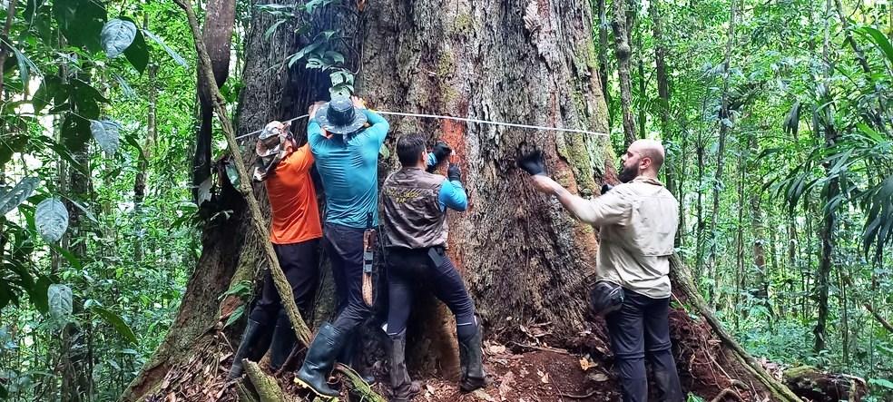 Pesquisadores chegam à árvore mais alta da Amazônia, de 88,5 metros e cerca de 400 anos