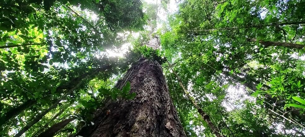 Pesquisadores chegam à árvore mais alta da Amazônia, de 88,5 metros e cerca de 400 anos