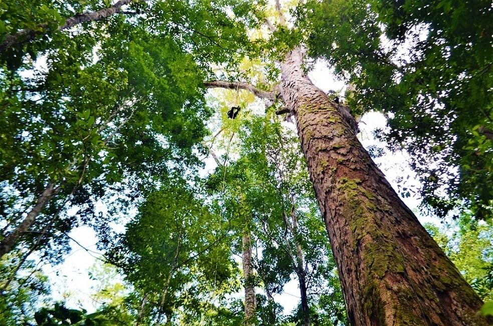 Pesquisadores chegam à árvore mais alta da Amazônia, de 88,5 metros e cerca de 400 anos