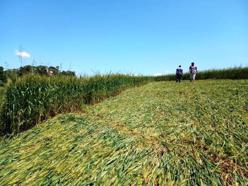 Ufólogos concluem investigação sobre agroglifo em Ipuaçu, em SC