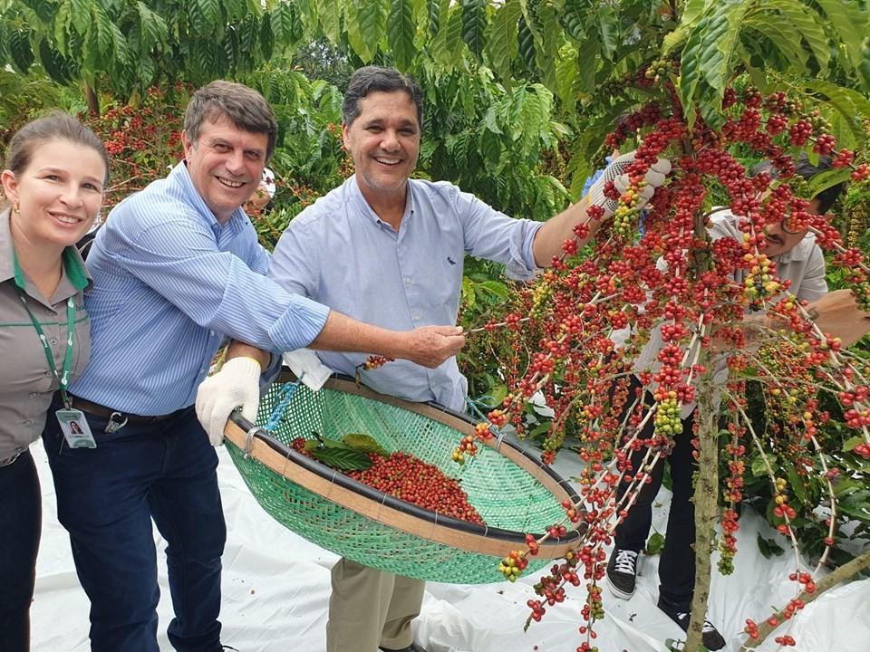 Abertura da colheita do Café Conilon no Estado é realizada em Jaguaré, ES