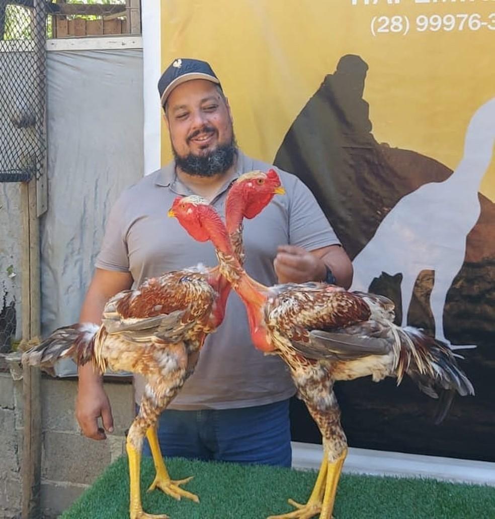 Criação De Galos Gigantes Que Medem Mais De 1 Metro No Es Chama A Atenção Aves São Vendidas Por 