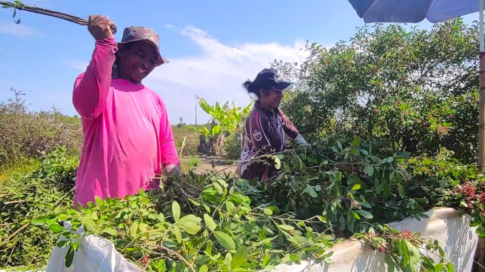 Maior produtor e exportador mundial, São Mateus, ES, conquista indicação geográfica para pimenta-rosa