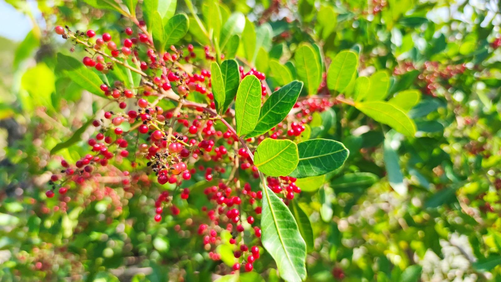 Maior produtor e exportador mundial, São Mateus, ES, conquista indicação geográfica para pimenta-rosa