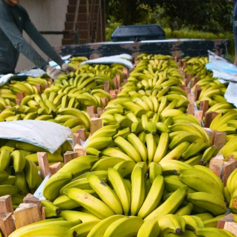 Banana está entre as culturas mais cultivadas no Espírito Santo