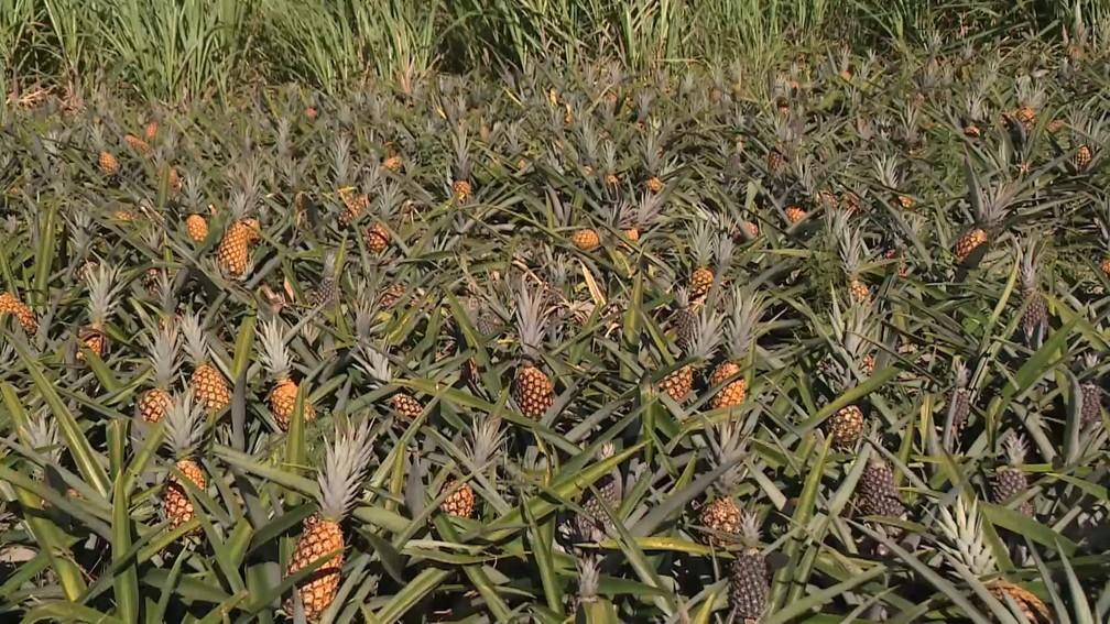 Cidade do ES produtora de abacaxi deve colher 20 milhões de frutos na safra deste ano