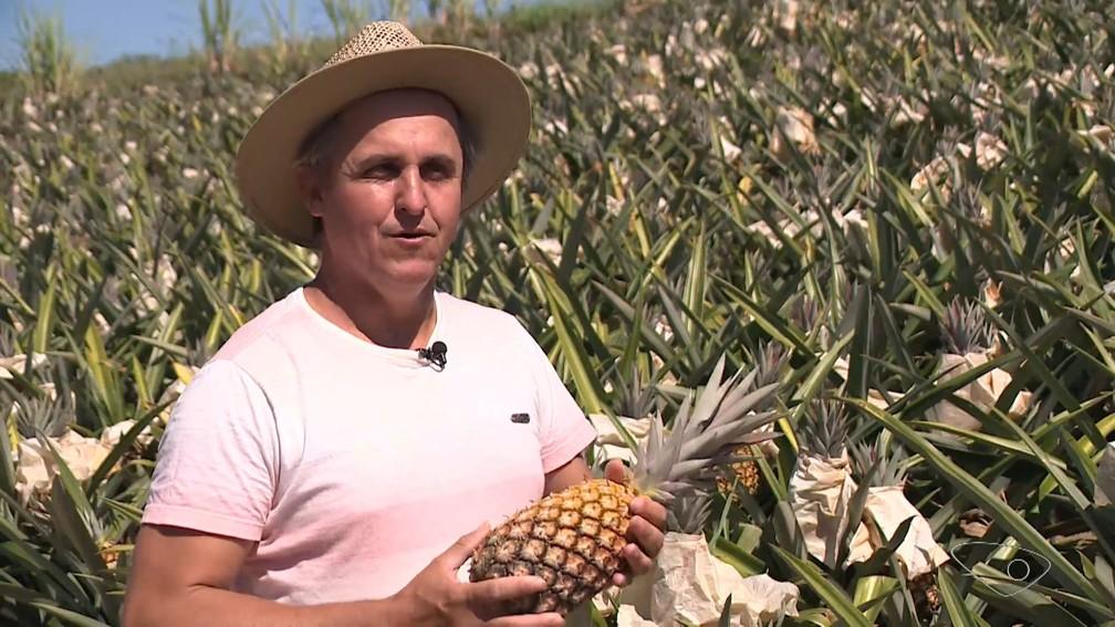 Cidade do ES produtora de abacaxi deve colher 20 milhões de frutos na safra deste ano