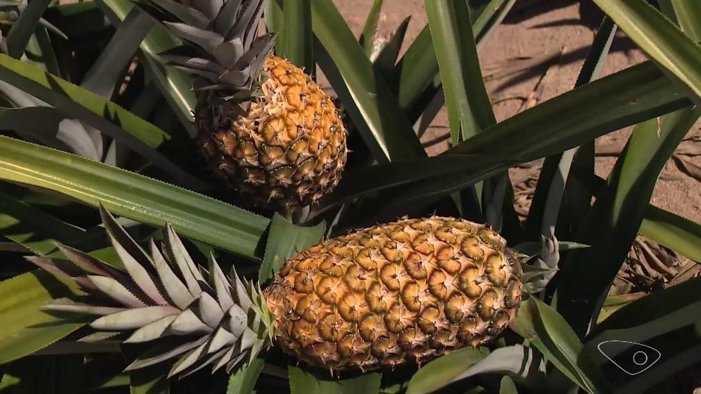 Cidade do ES produtora de abacaxi deve colher 20 milhões de frutos na safra deste ano