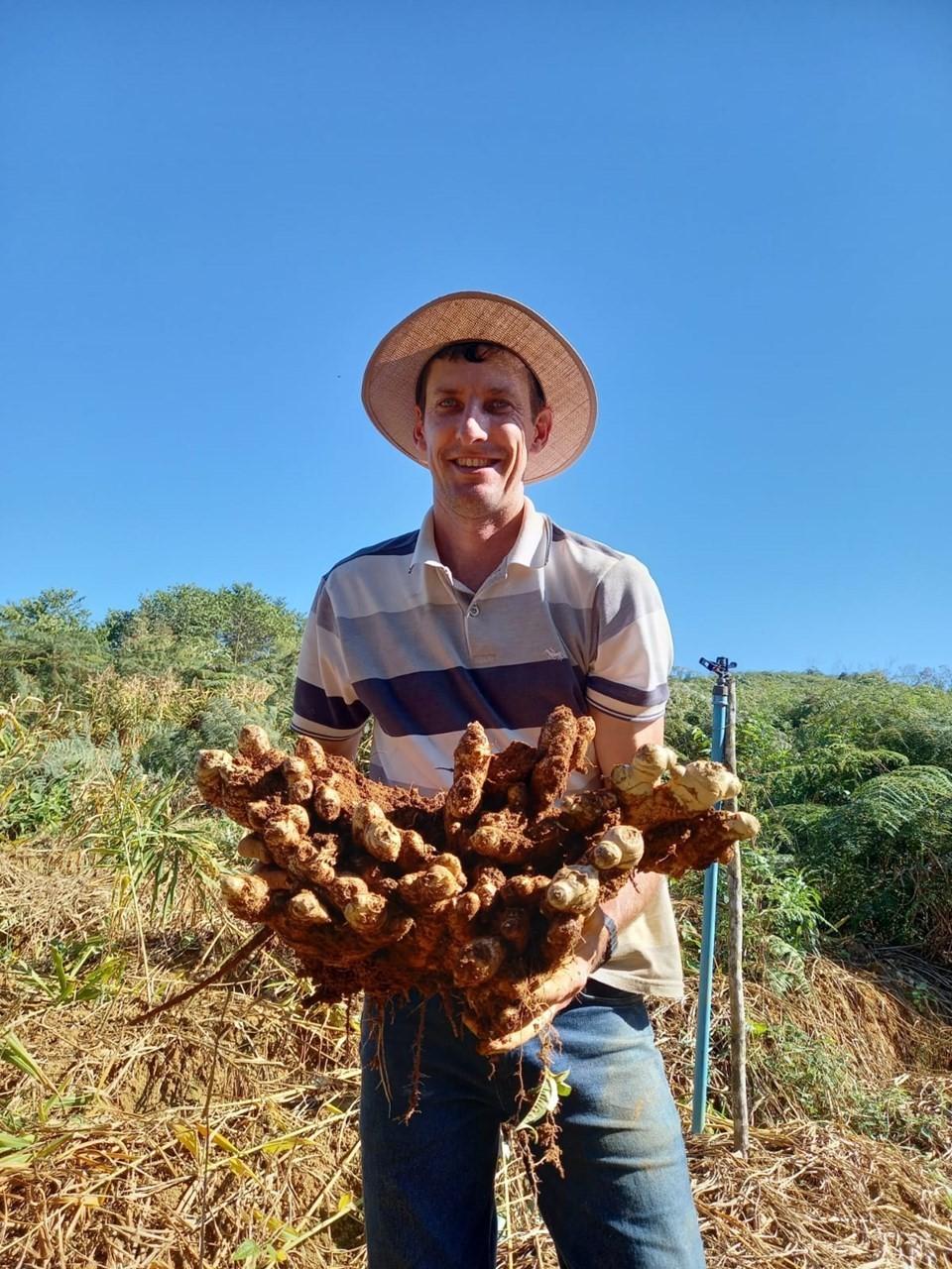 Gengibre capixaba ganha o mundo e alavanca agronegócio no Espírito Santo