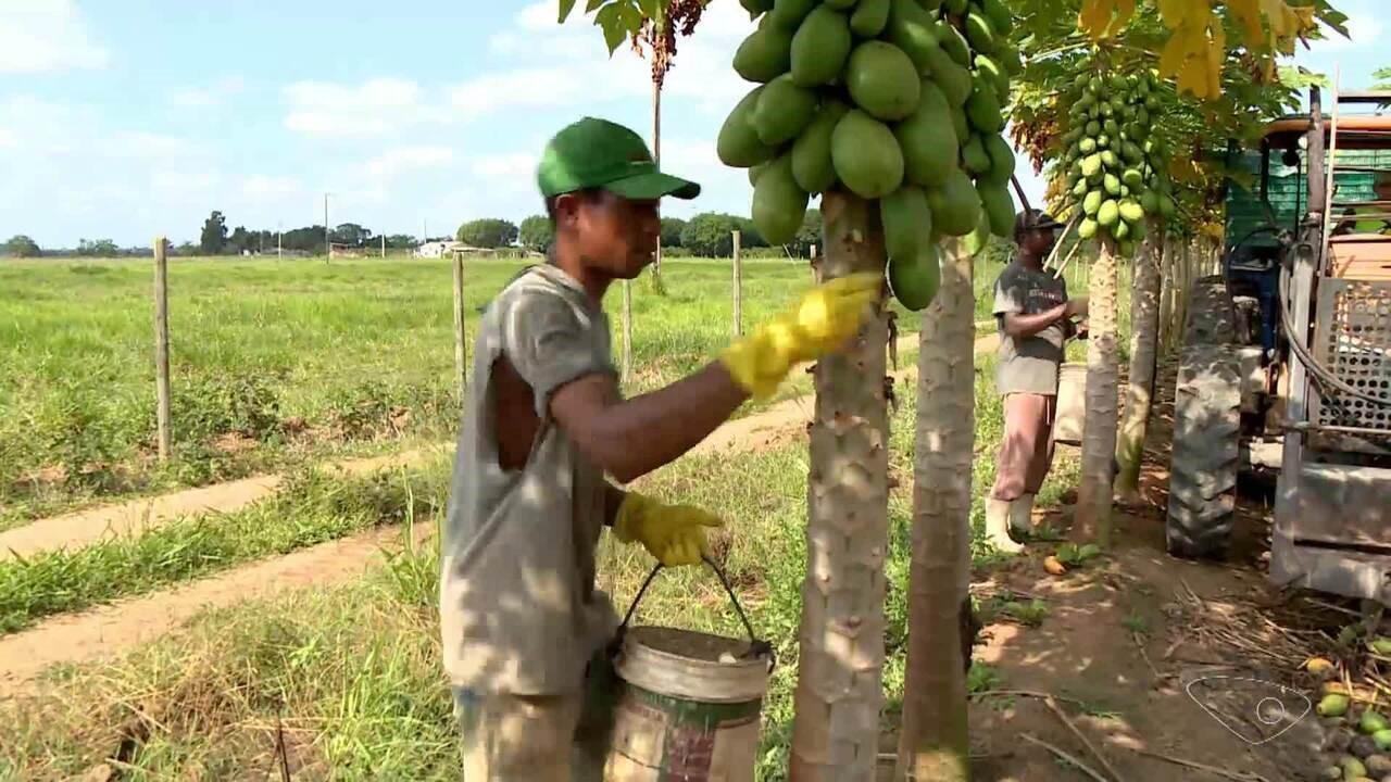 Colheita de mamão deve passar de 550 mil toneladas no ES e produtores miram exportações