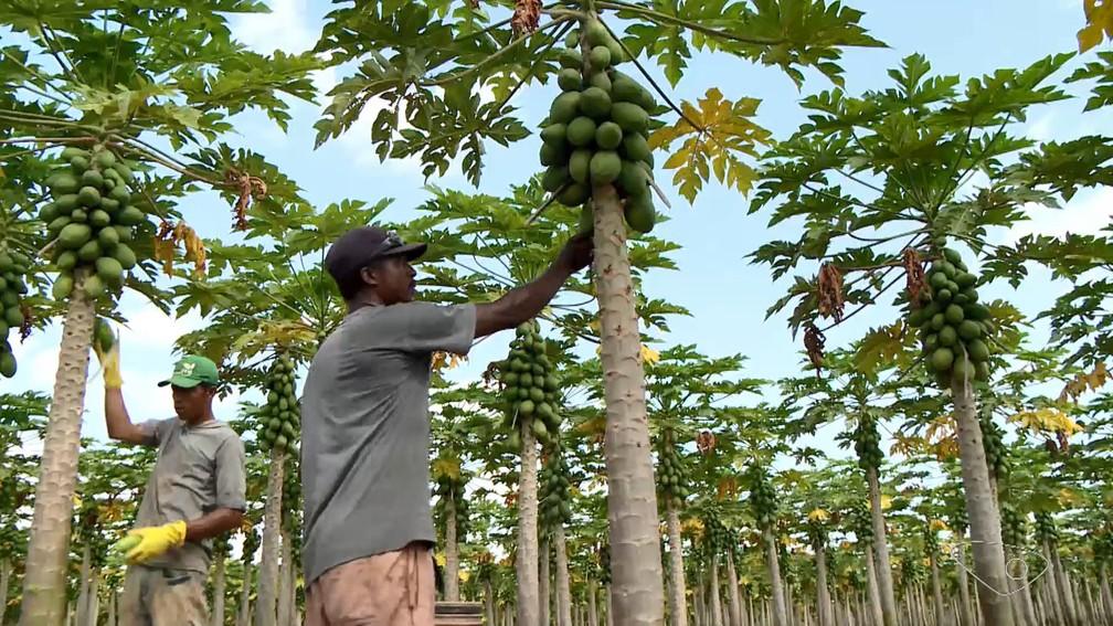 Colheita de mamão deve passar de 550 mil toneladas no ES e produtores miram exportações