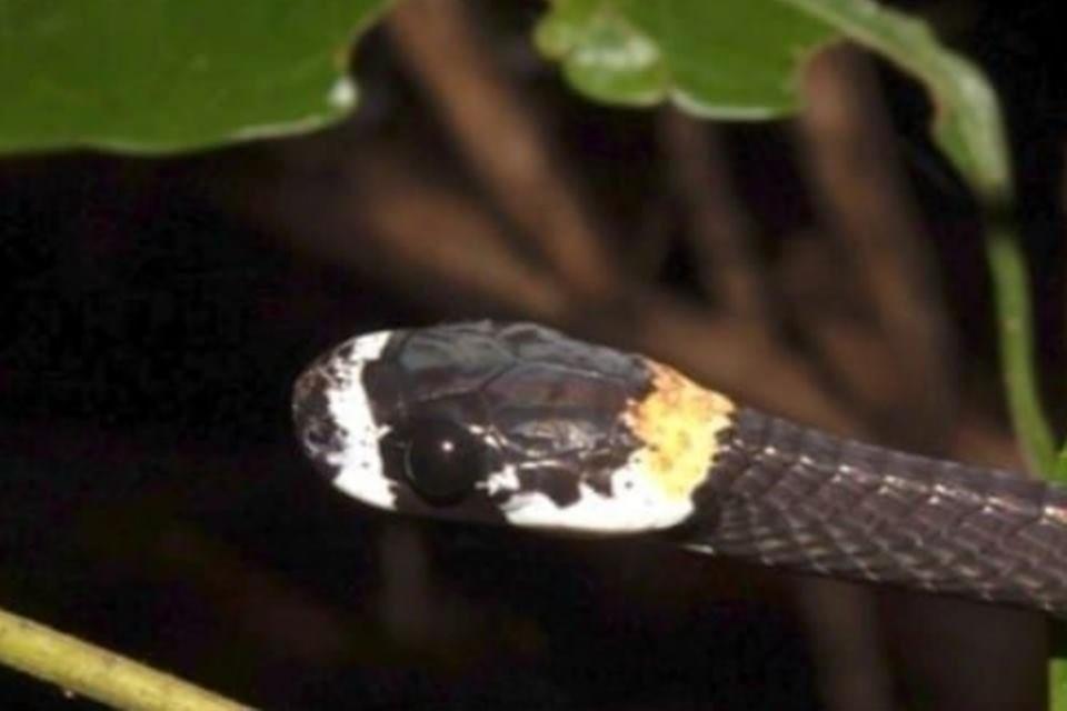 Cobra cantora é encontrada na Amazônia por pesquisadores