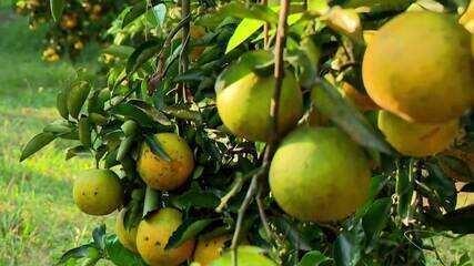 Clima ajuda na colheita de laranja e produtores devem renovar as lavouras no ES