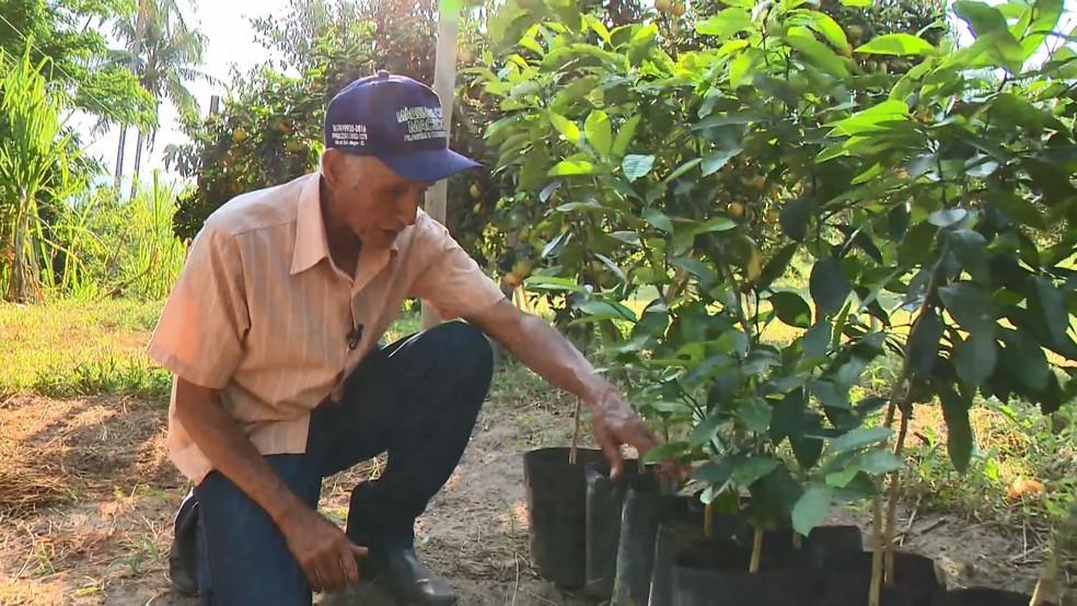 Clima ajuda na colheita de laranja e produtores devem renovar as lavouras no ES