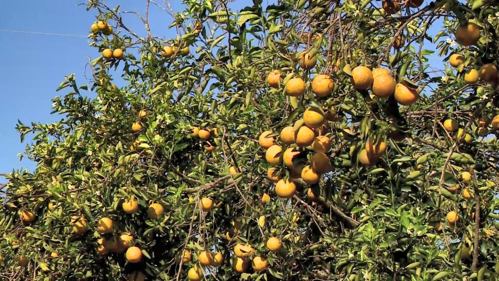 Clima ajuda na colheita de laranja e produtores devem renovar as lavouras no ES