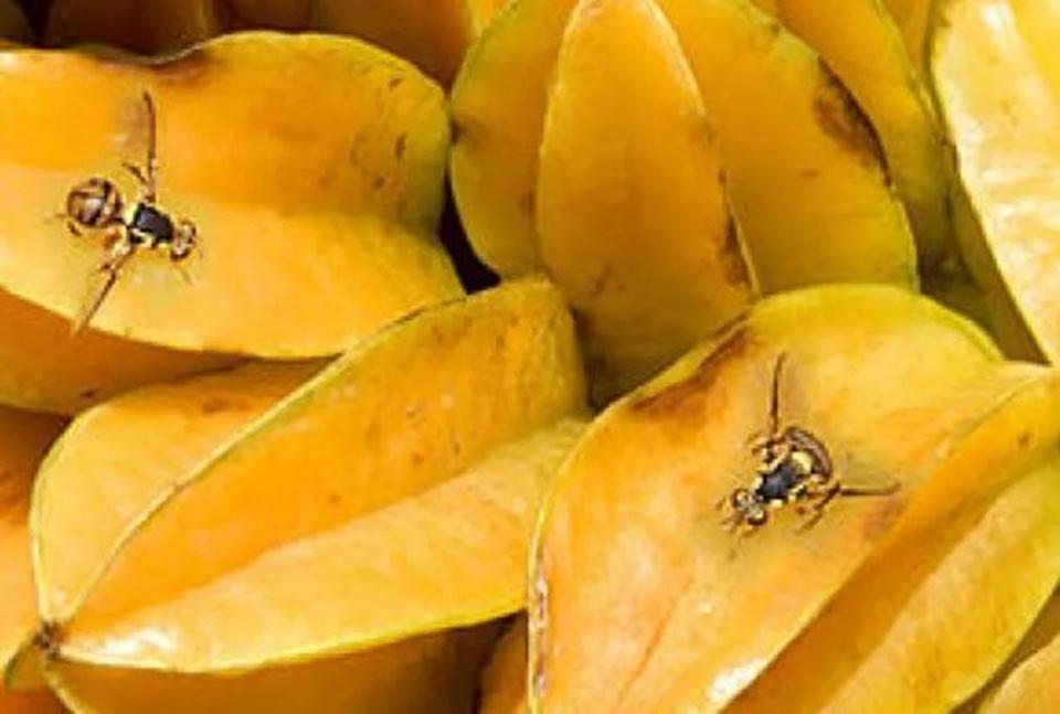 Mosca-da-carambola leva quatro estados à emergência fitossanitária