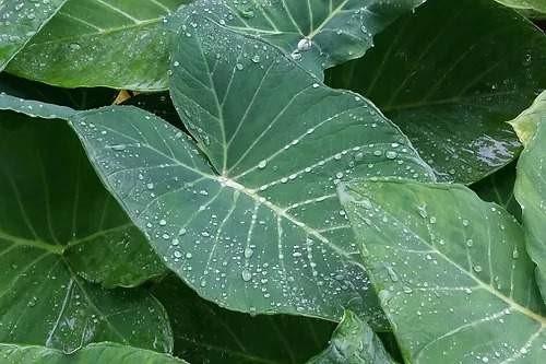 Saiba benefícios da Taioba, planta rica em ferro e vitaminas