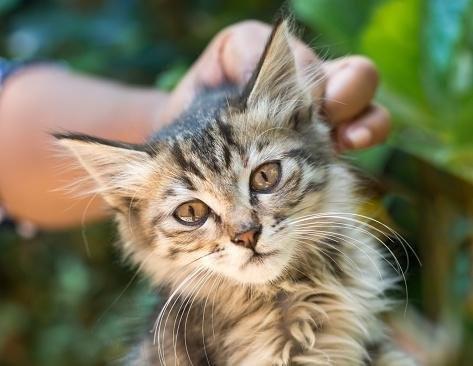 Por que você não deve pegar um gato pelo cangote?