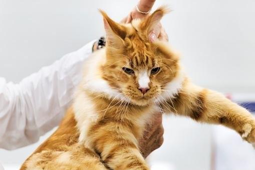 Por que você não deve pegar um gato pelo cangote?