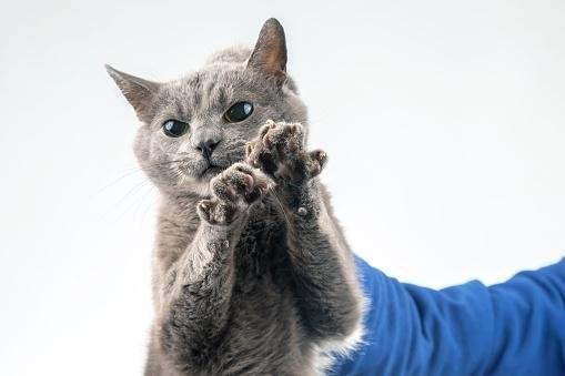 Por que você não deve pegar um gato pelo cangote?