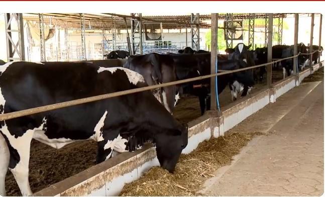 Calor provoca queda na produção de leite no ES e ventiladores amenizam efeitos das altas temperaturas nos animais