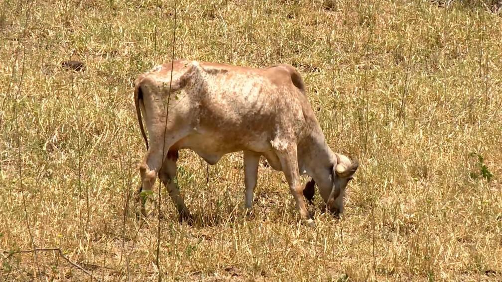 Calor provoca queda na produção de leite no ES e ventiladores amenizam efeitos das altas temperaturas nos animais