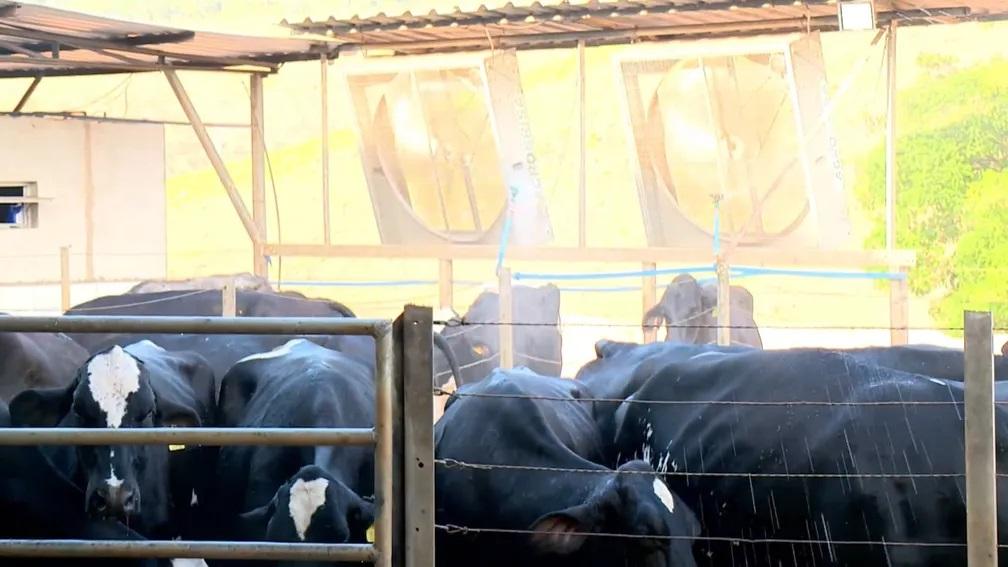 Calor provoca queda na produção de leite no ES e ventiladores amenizam efeitos das altas temperaturas nos animais