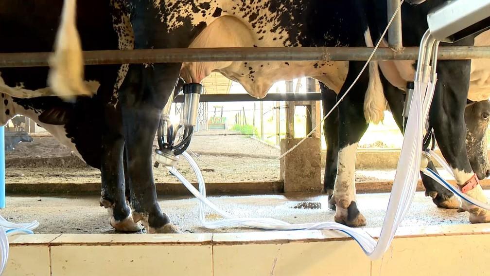 Calor provoca queda na produção de leite no ES e ventiladores amenizam efeitos das altas temperaturas nos animais