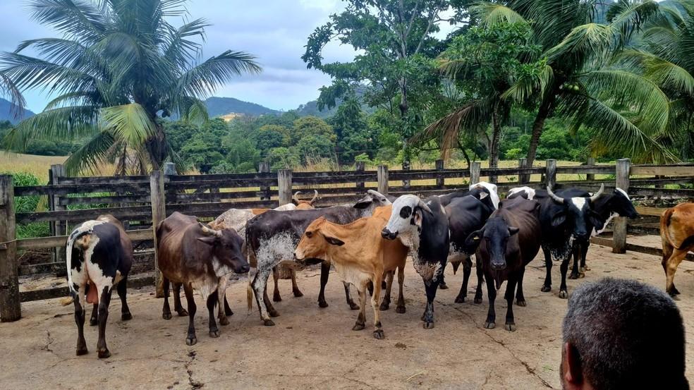 Gados furtados em Pinheiros no ES, são encontrados na Serra pela polícia, a mais de 260 km de distância