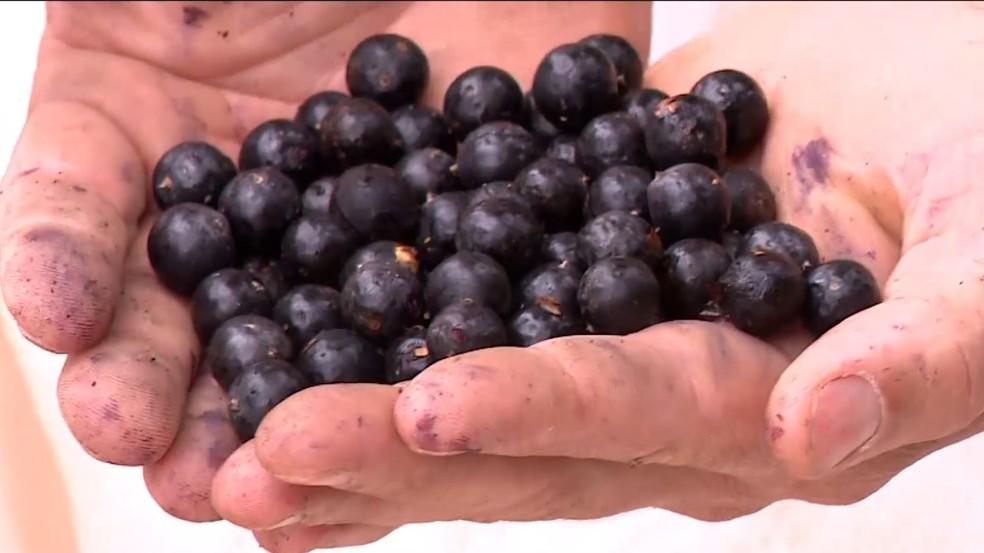 Fruto do palmito juçara é transformado em sorvete, doces e tortas, no ES; açaí capixaba