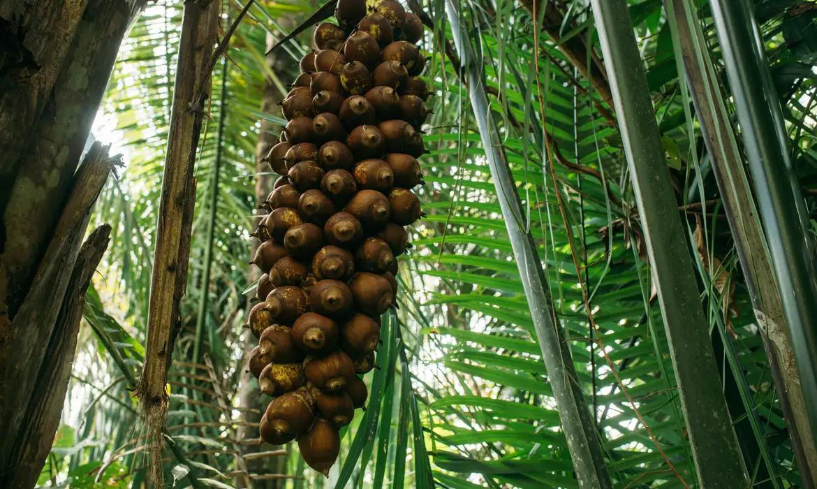 Quebradeiras de babaçu melhoram produção, mas convivem com ameaças