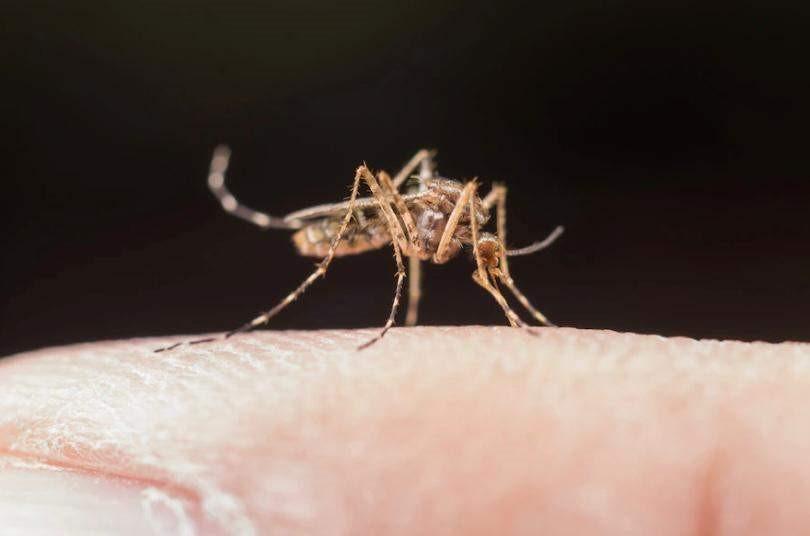 Criança de 6 anos morre vítima de dengue hemorrágica no ES