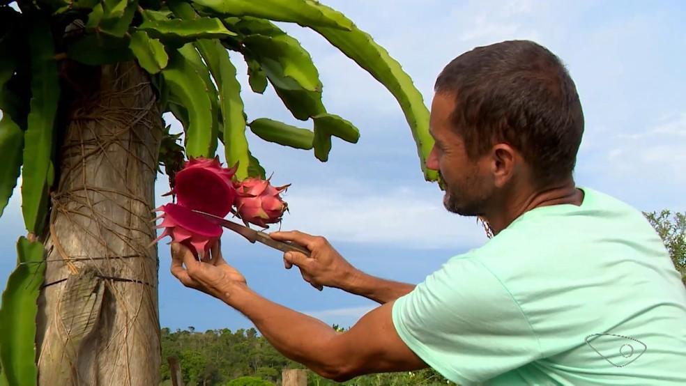 Produtores apostam na produção de pitayas no Sul do ES