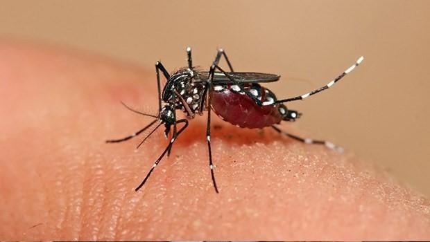 ES recebe a primeira remessa de doses de vacina contra dengue nesta quinta-feira (22)