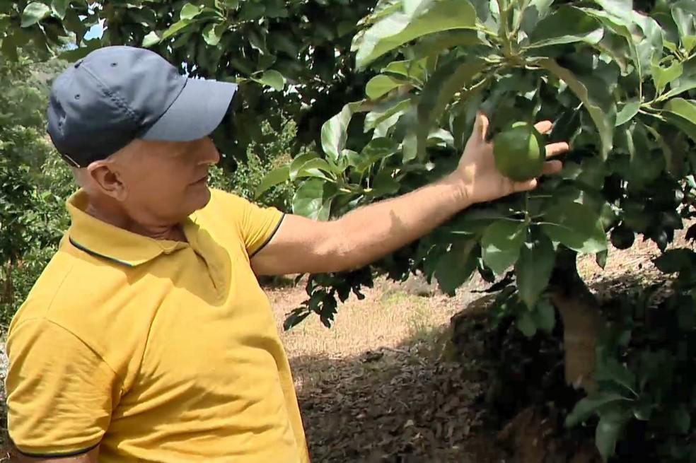 Consumo de abacate aumenta e ES se torna o 4º maior produtor da fruta no país