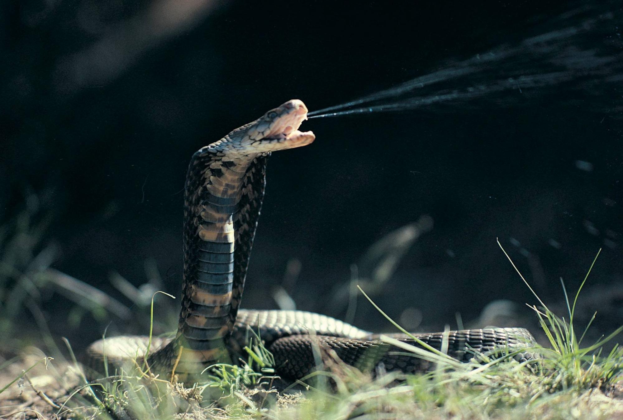 Cientistas criam soro universal eficaz contra picadas de várias cobras