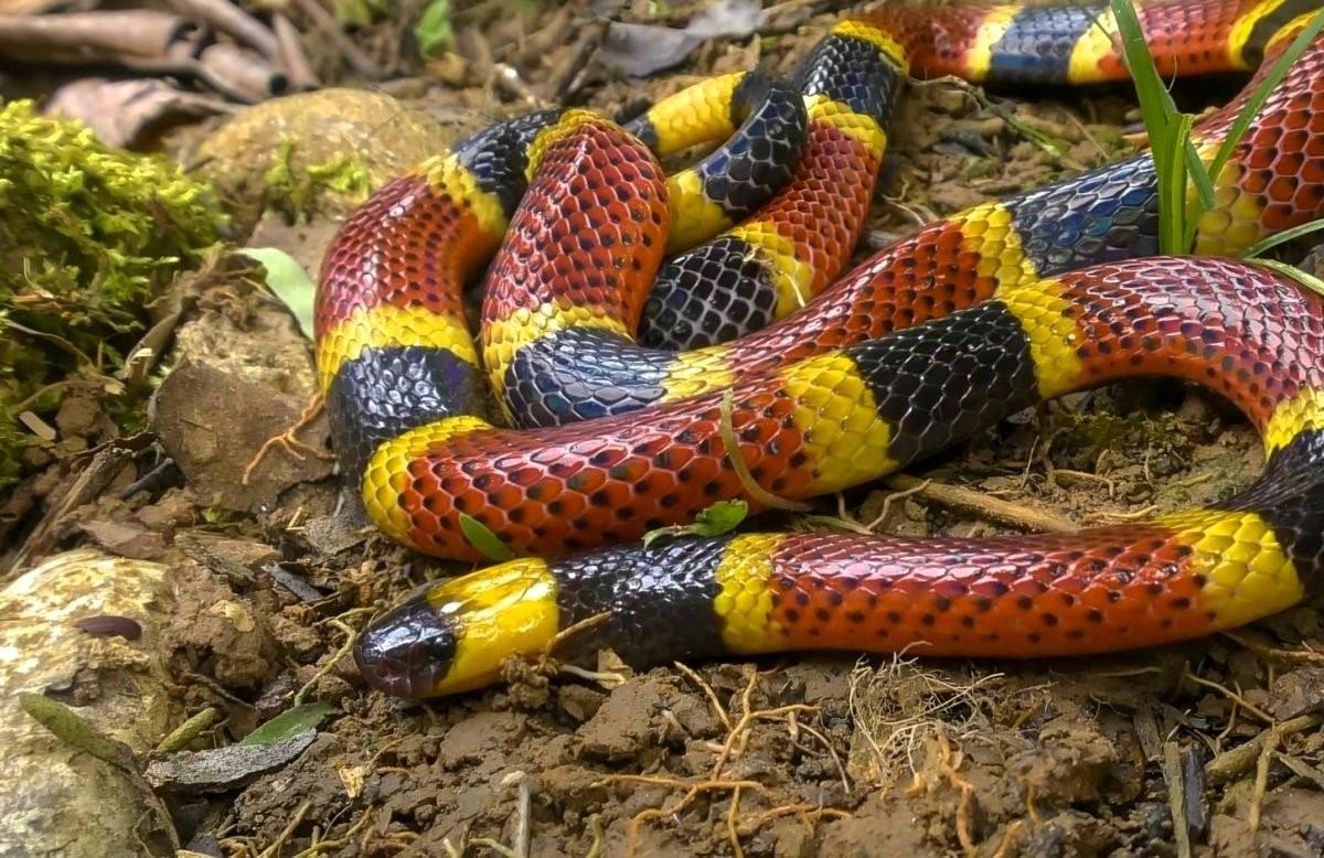 Cientistas criam soro universal eficaz contra picadas de várias cobras