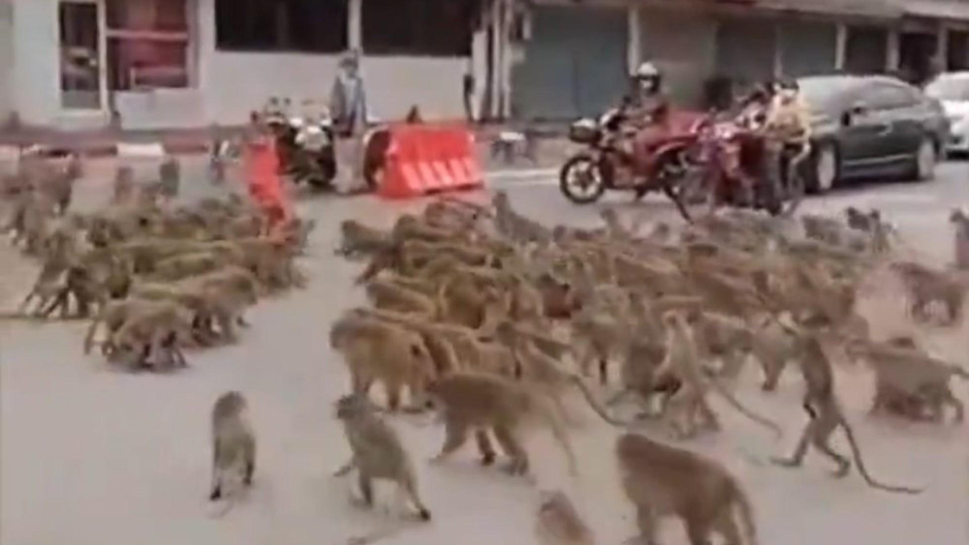 Luta entre macacos rivais na Tailândia viraliza na internet