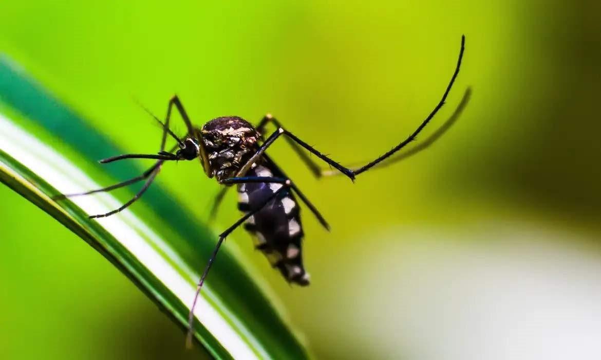 SESA antecipa entrega de vacina contra dengue para região Central-Norte de Saúde