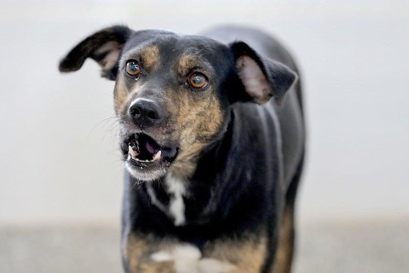 Projeto de Lei pede prisão para tutor que andar com cão sem focinheira